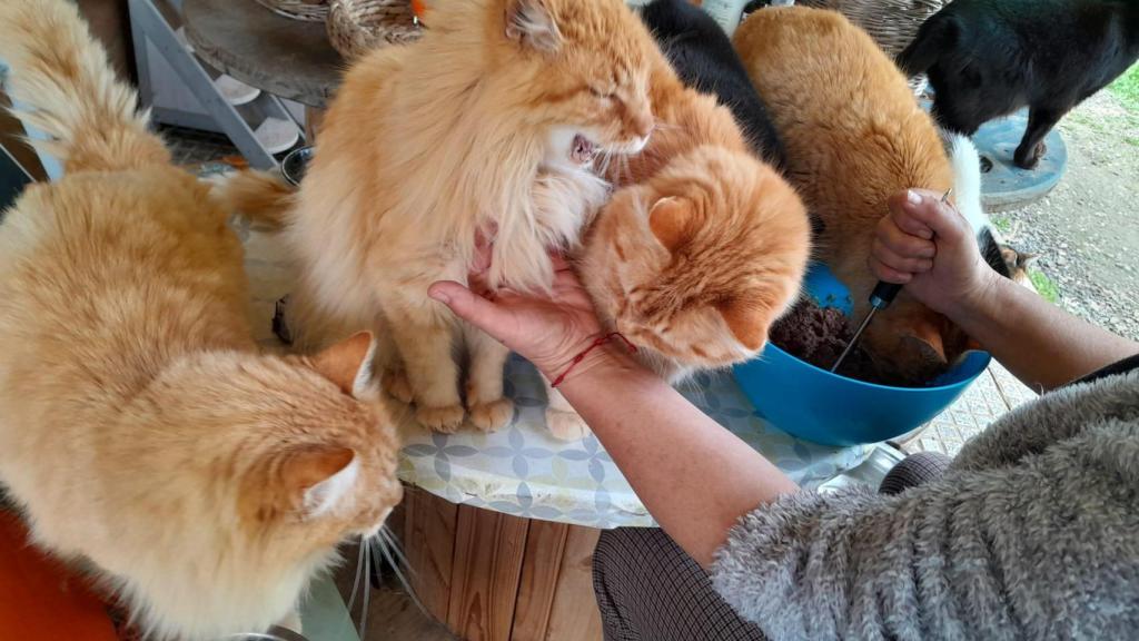 Los gatos rescatados del aeropuerto Madrid-Barajas, ahora en el refugio La Vega.