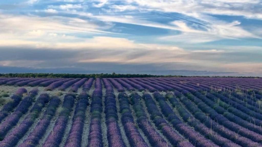 Paisaje de lavanda en los campos de Tiedra (Valladolid).