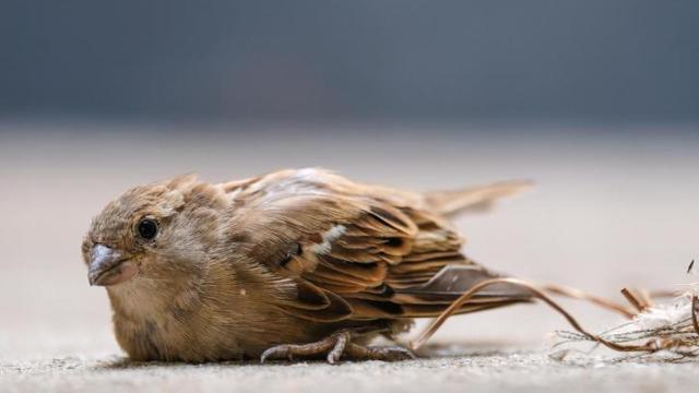 Un pequeño gorrión se lesiona la pata y se acuesta en el suelo.