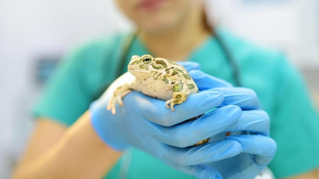 Un veterinario examina un sapo en una clínica veterinaria.
