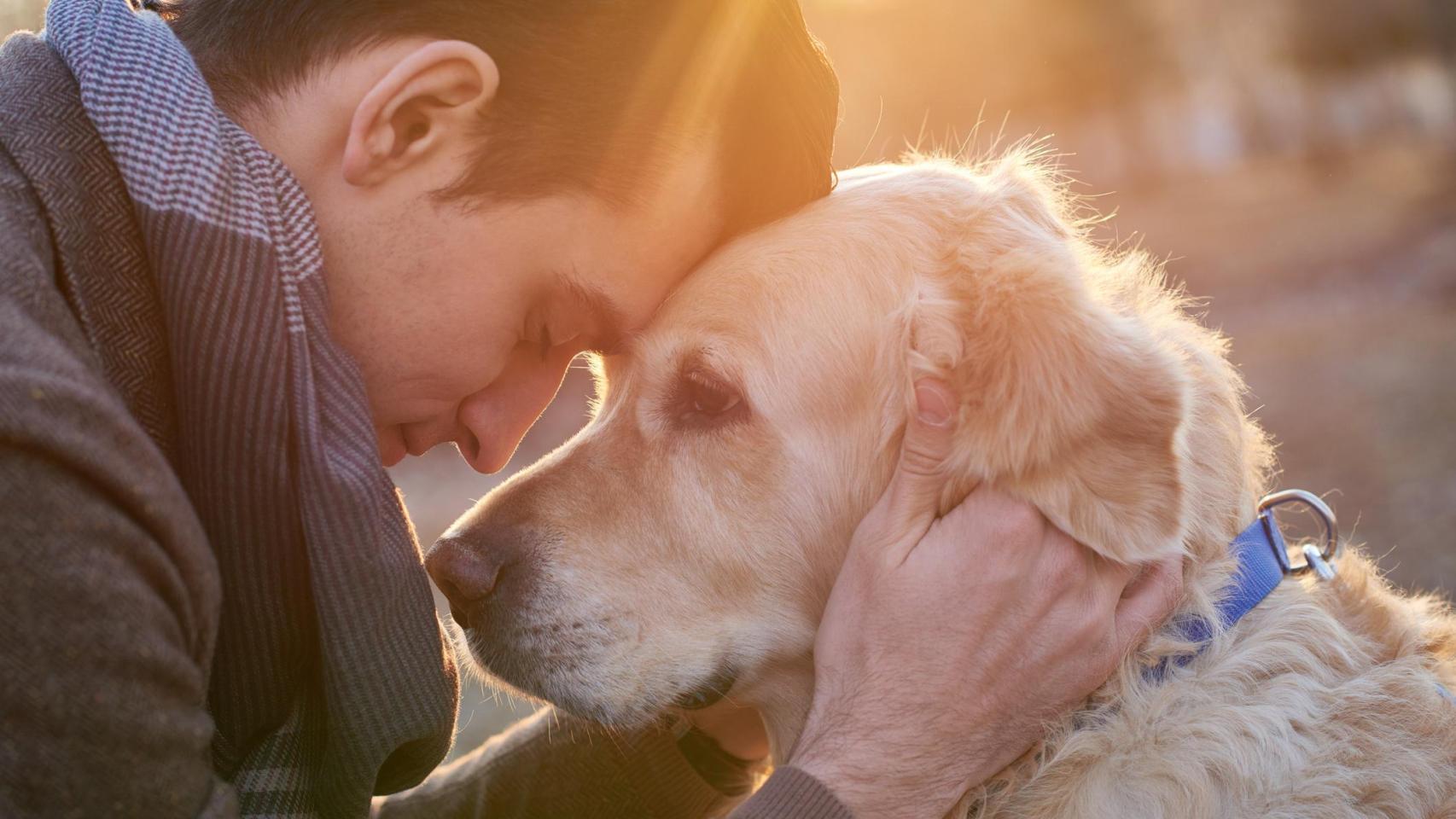 El fenómeno de la sincronización neuronal entre perros y humanos.