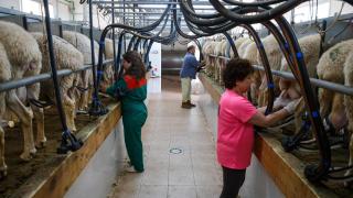 El exceso de leche de oveja agrava la crisis del sector ovino: "Es una situación complicada"