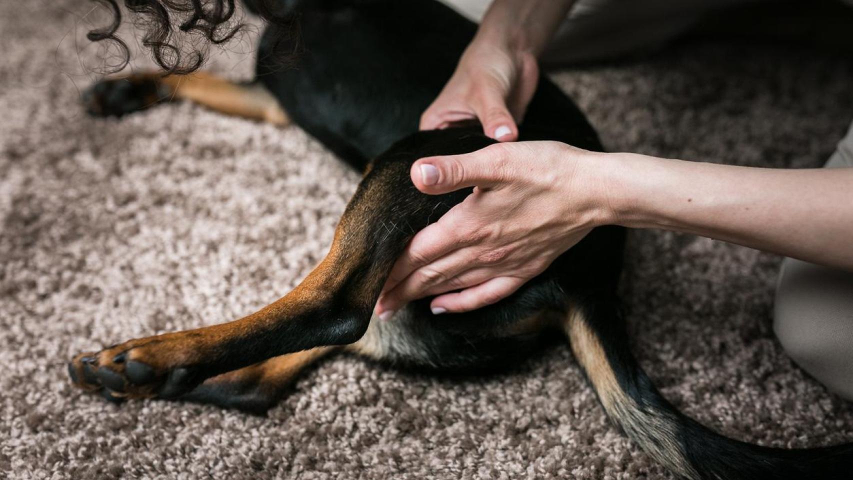 Un perro que recibe un masaje manual.