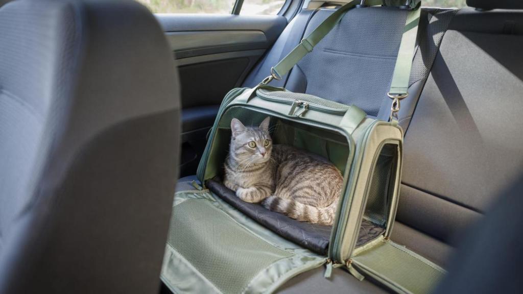 Un gato en un transportín dentro del coche.