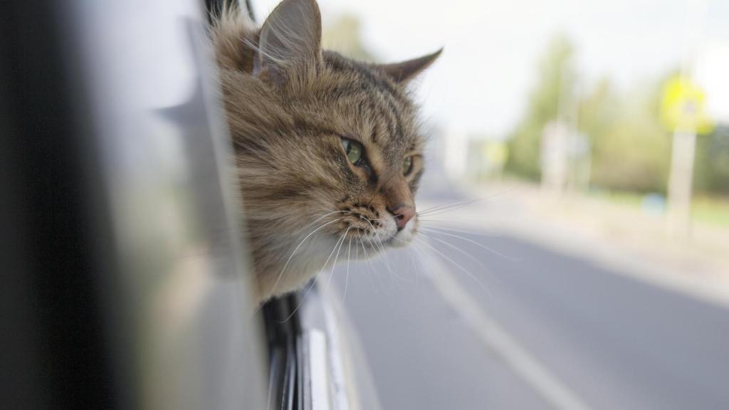 Un gato mirando fuera de la ventana de un coche en movimiento.