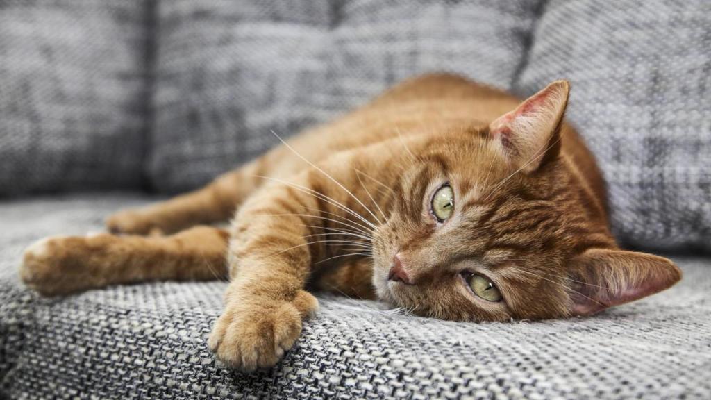 Un gato naranja tumbado en un sofá.