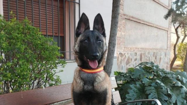 Duna es la perra antidroga de la Policía Local de Añover de Tajo.