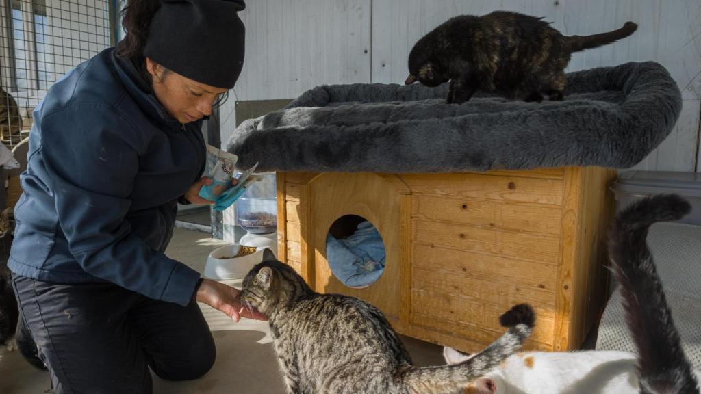 Una voluntario de la protectora Salvando Peludos, cuidando a dos gatos.