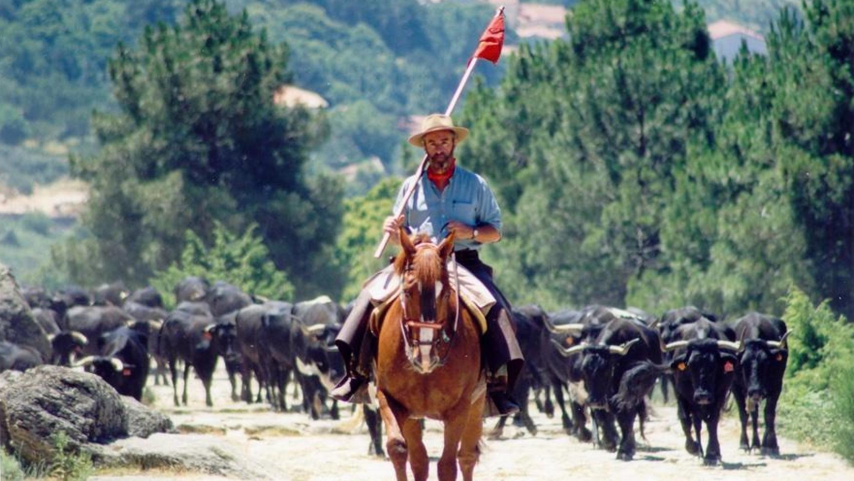 Alonso Álvarez de Toledo y Urquijo, marqués de Valdueza, monta a caballo frente a decenas de cabezas de ganado vacuno trashumante de raza avileña-negra ibérica, indicación geográfica protegida (IGP).