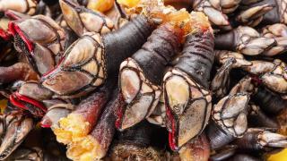 Un turista francés no se corta y dice lo que piensa sobre los percebes de Galicia: "Saben a mar"