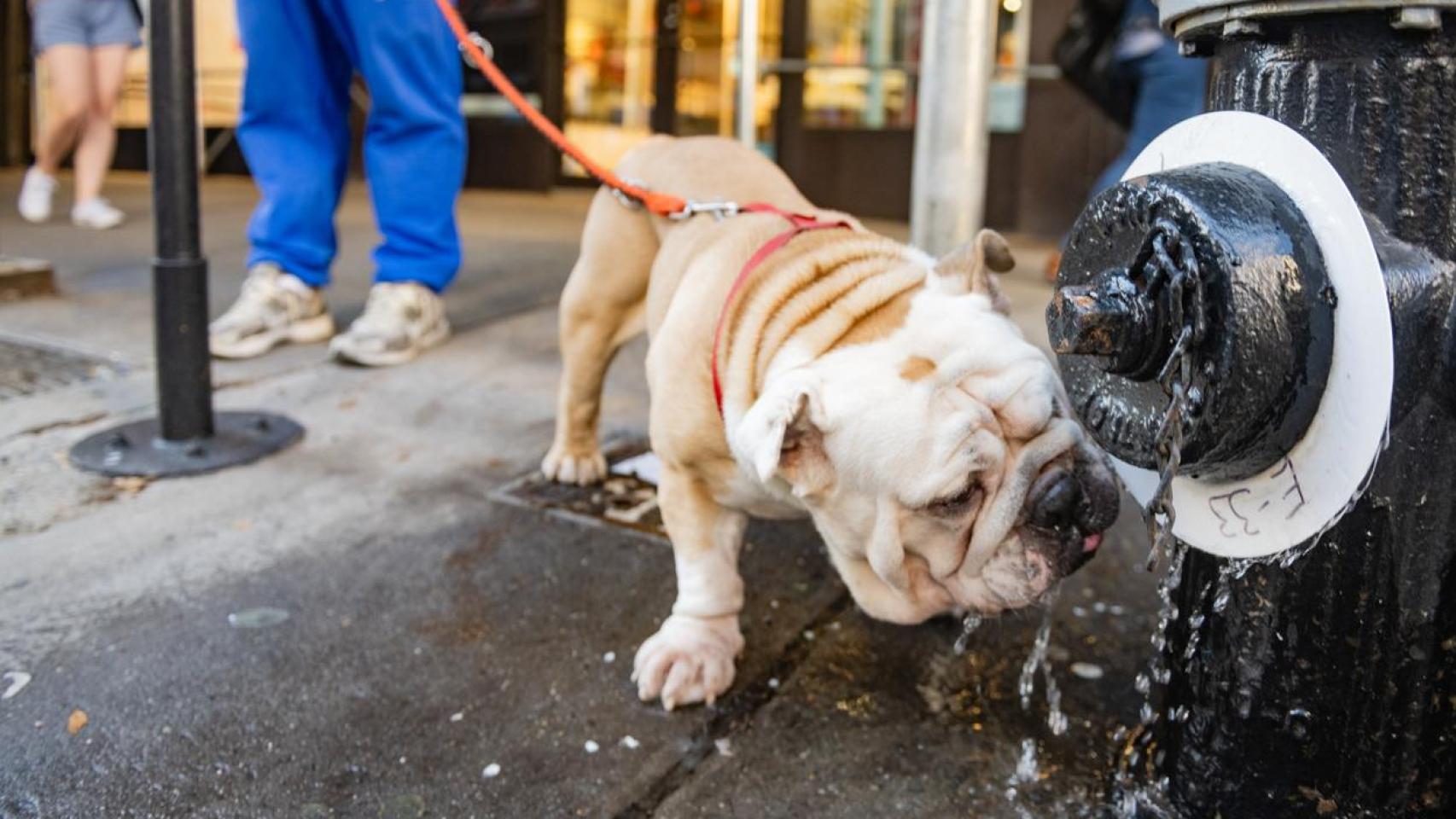 Un bulldog bebiendo agua por la calle, afectado por una ola de calor.