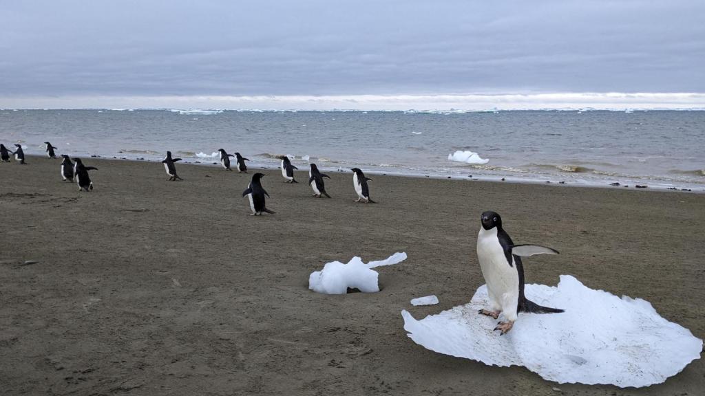 Pingüinos de Adelia caminan por la costa de la Antártida.