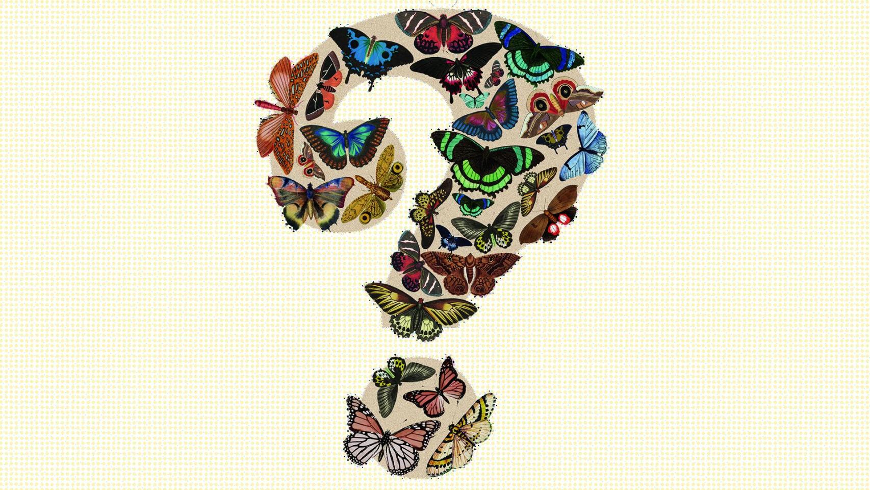 La fragilidad de las mariposas hace preguntarse qué será de ellas tras el recrudecimiento del cambio climático y sus consecuencias. Diseño: Rubén Vique