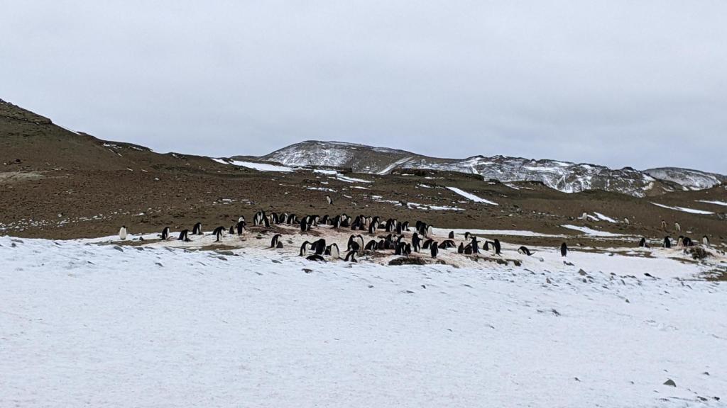 Un grupo de pingüinos en la nieve cubierta por guano.