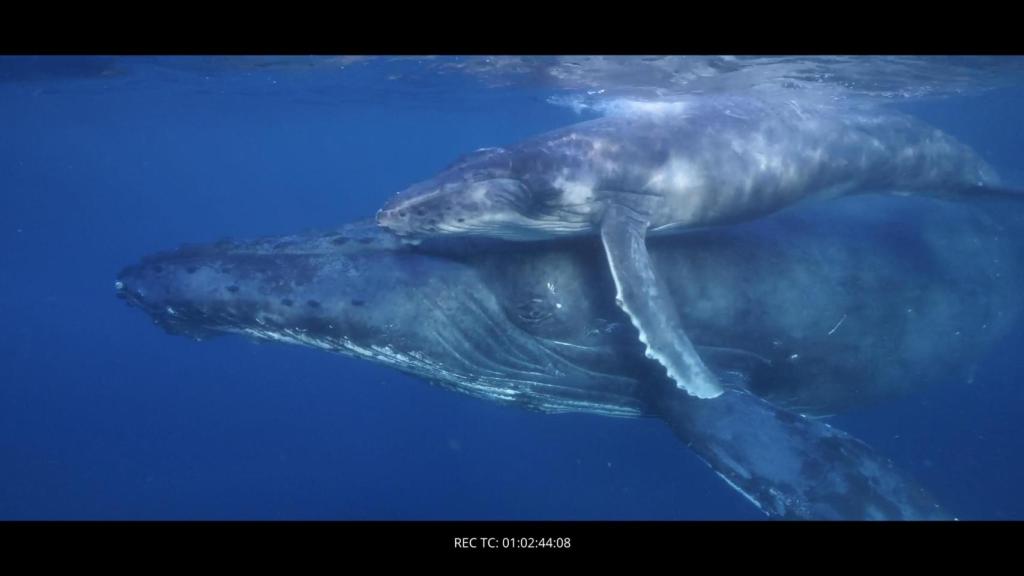 Fotograma de 'Nika, el calderón tropical':, el documental que quiere salvar el océano desde Canarias.