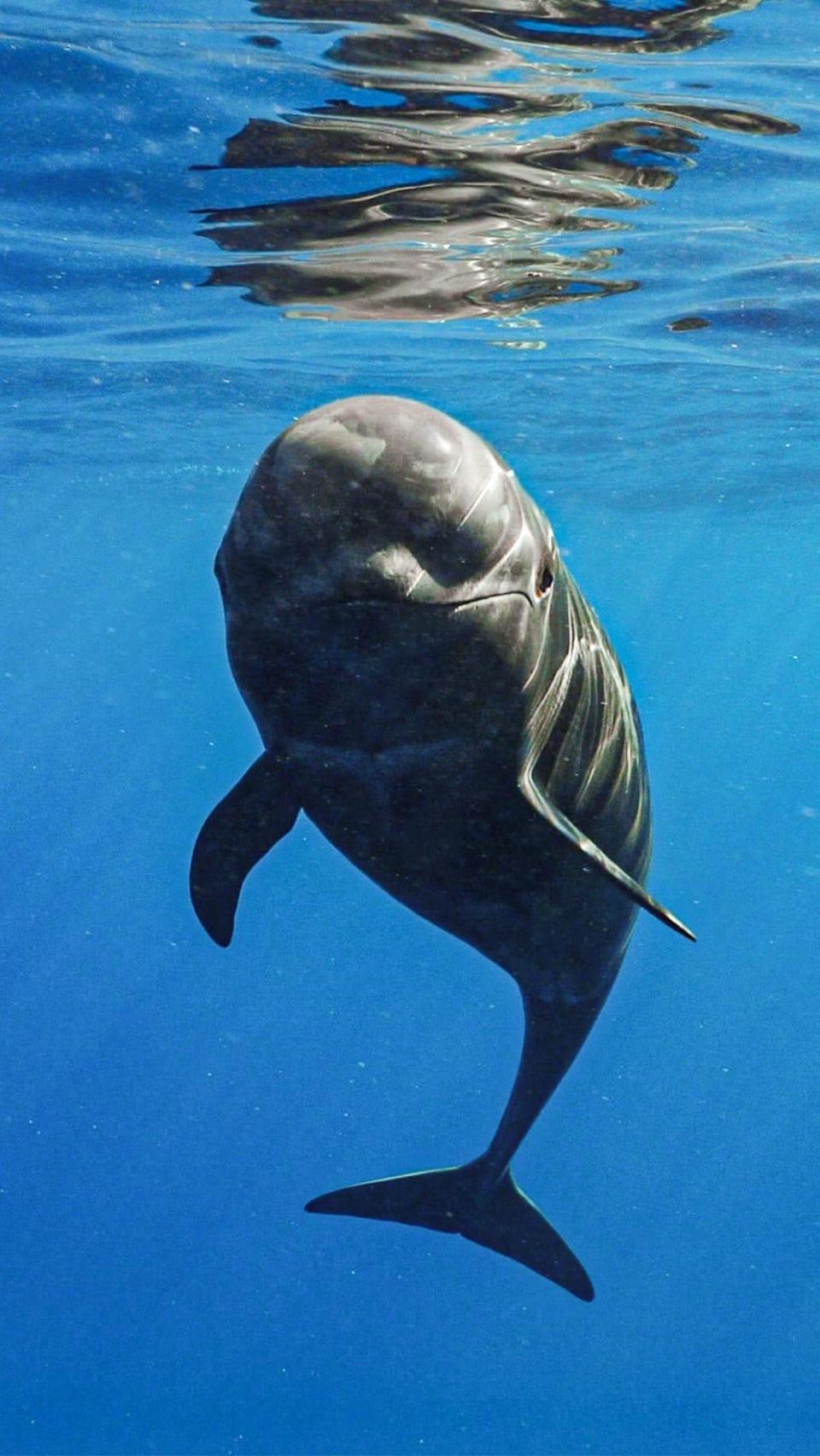 Un calderón tropical se acerca curioso al objetivo de Felipe Ravina, mostrando la conexión entre especies.