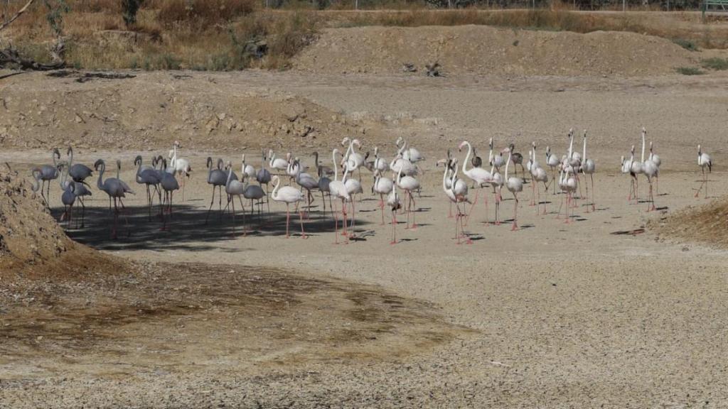Sequía reciente en España.