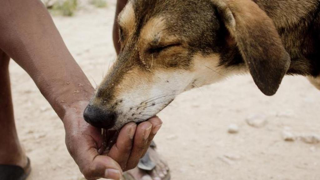 Un perro bebiendo agua de la mano de una persona en la playa.