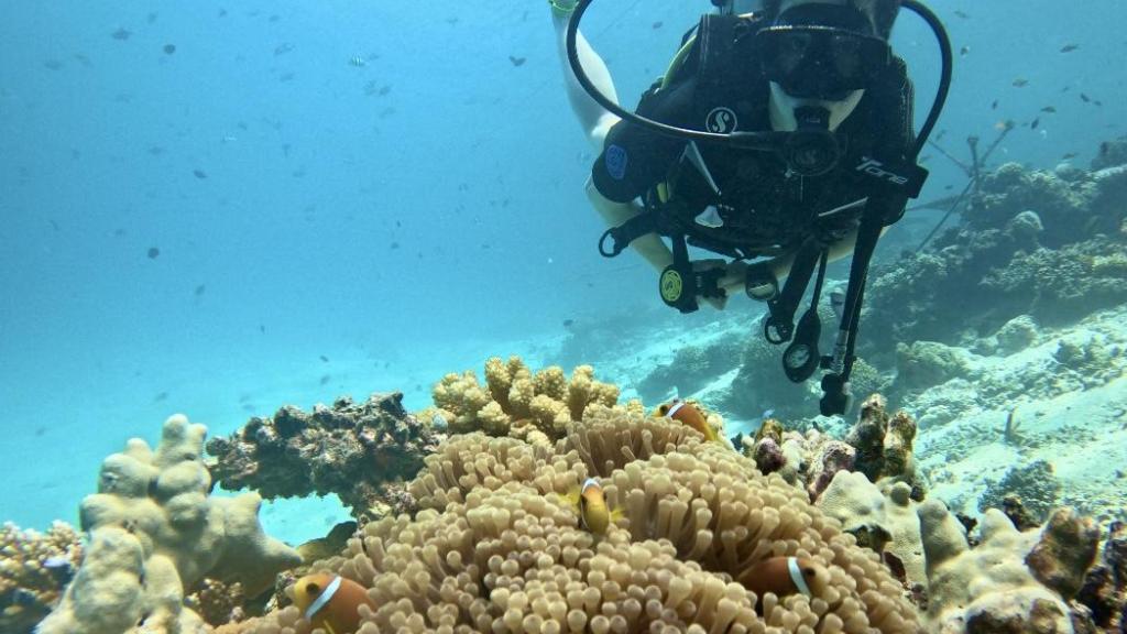 Estrechando lazos con un pez payaso en las profundidades de Maldivas.