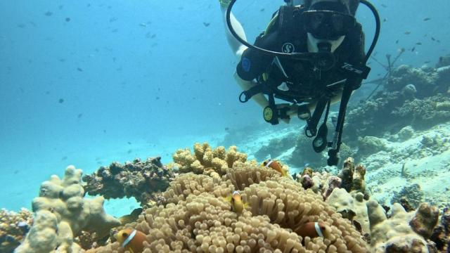 Estrechando lazos con un pez payaso en las profundidades de Maldivas.