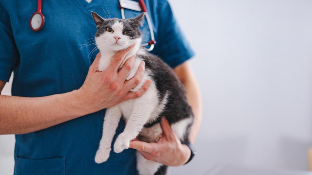 Un veterinario con un gato en los brazos.