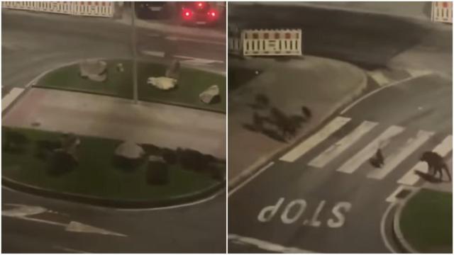 Nueva visita de jabalíes al barrio de Os Rosales de A Coruña.