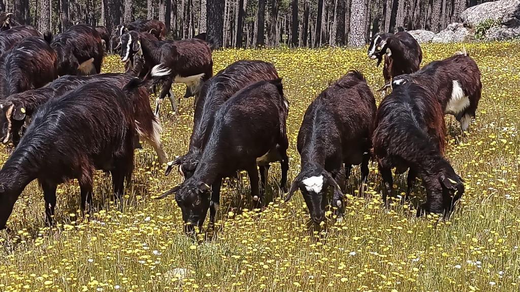 La raza Guadarrama, autóctona en zonas de Ávila, Madrid y Toledo, está en peligro de extinción.