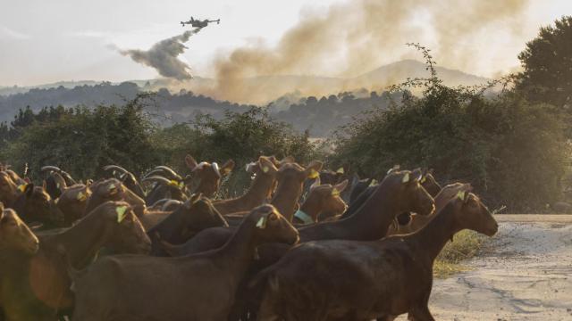 Imagen del ganado en el incendio de Navaluenga