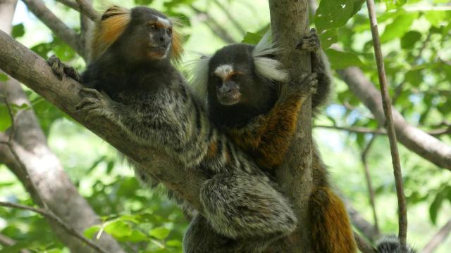 Dos ejemplares de monos tití