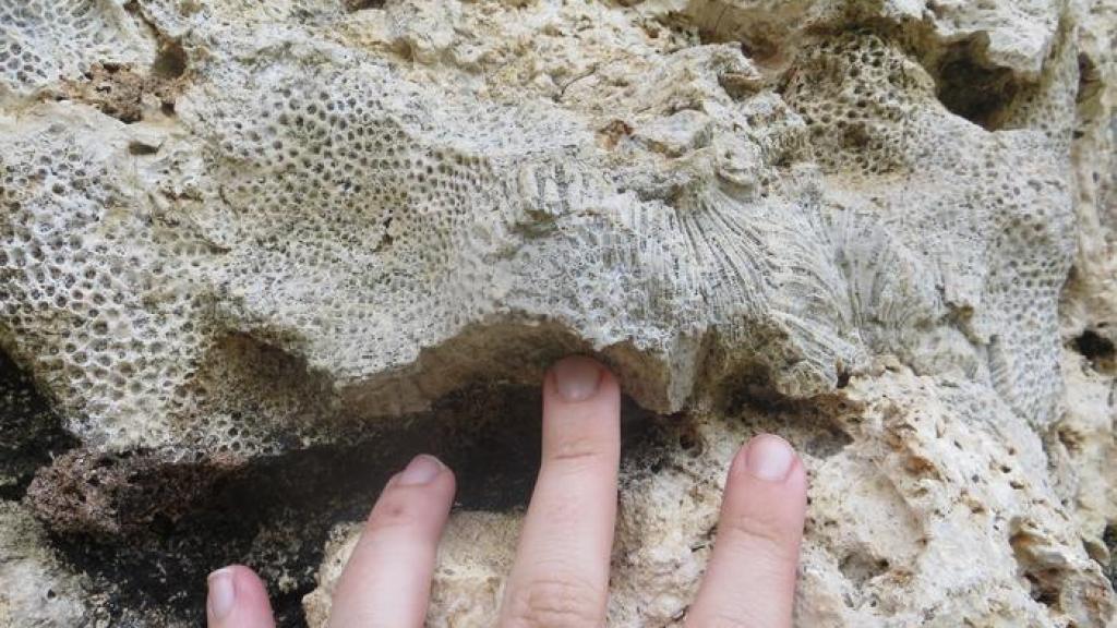 Coral fósil expuesto en un afloramiento de piedra caliza sobre el nivel actual del mar en Seychelles.