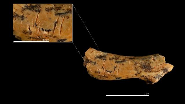 Vértebra hallada en Atapuerca