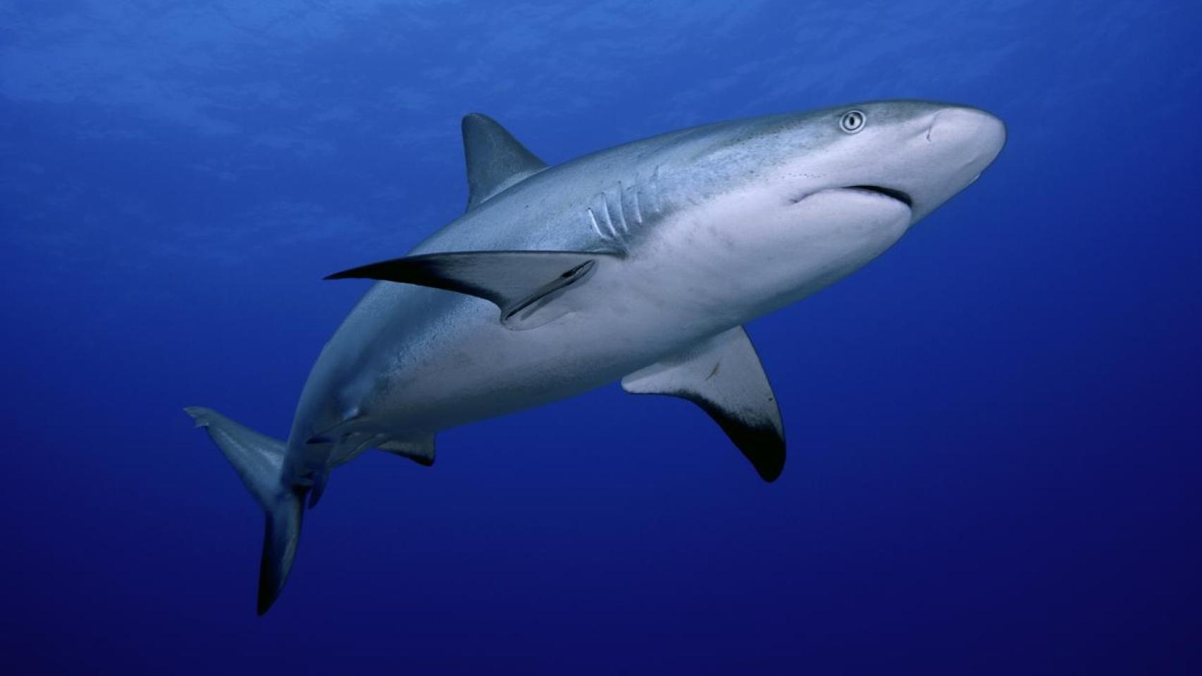 Tiburón de arrecife.