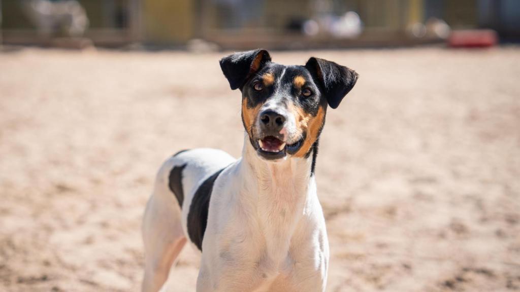 Azafrán, un perro de ANAA, en las instalaciones de la asociación, donde se ha grabado 'Dog House'.