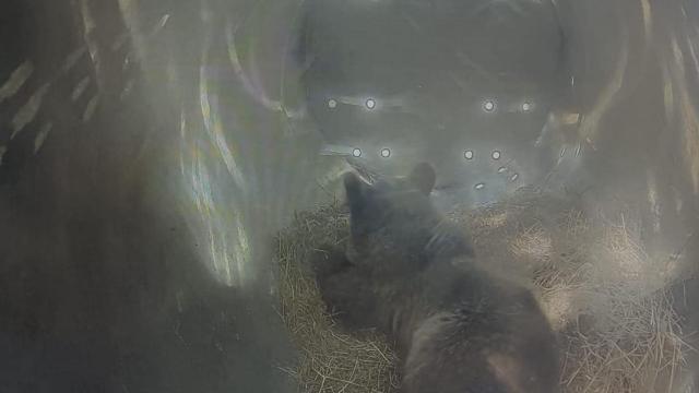 Alba, la osezna rescatada en Asturias, ya está en el recinto de aclimatación de Valsemana (León)