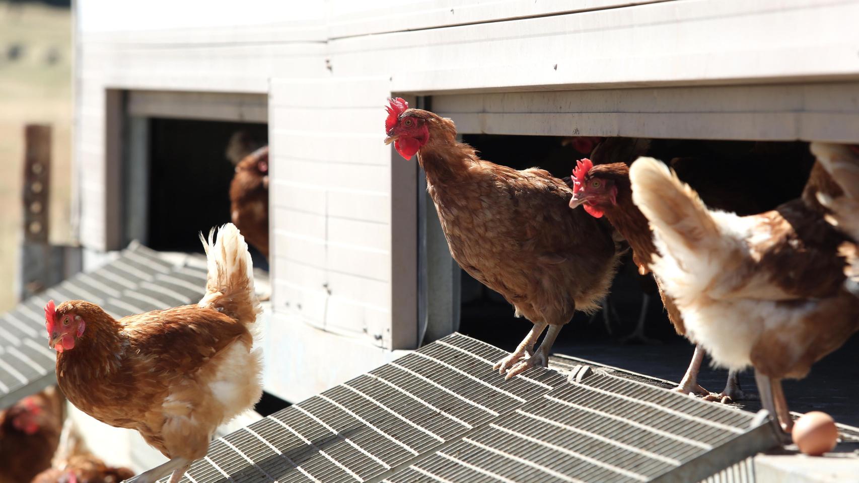 Varias gallinas ponedoras.