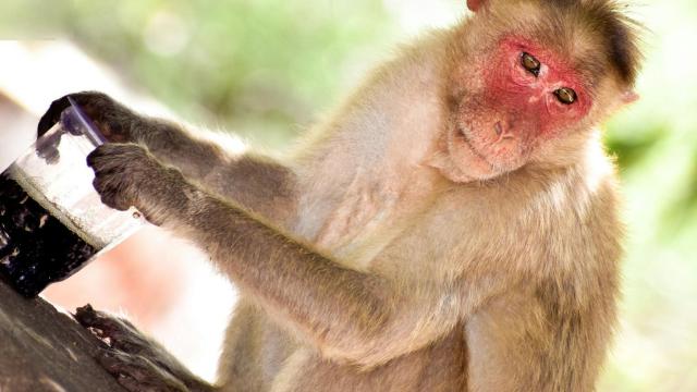 Un astuto mono y su trofeo etílico. Unsplash.
