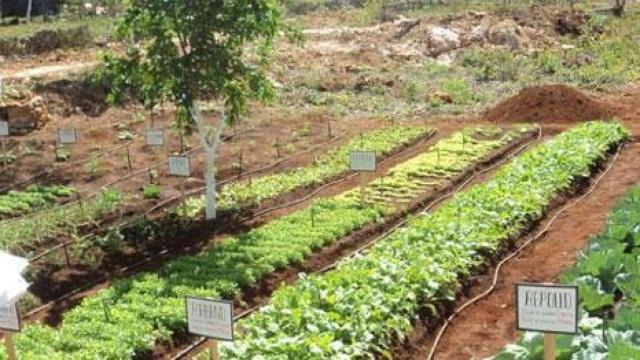 Un huerto urbano en Alcorcón.
