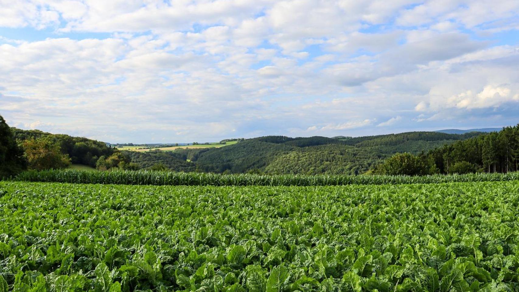 Las plantas se convierten en aliado para la obtención de energía limpia y sostenible.