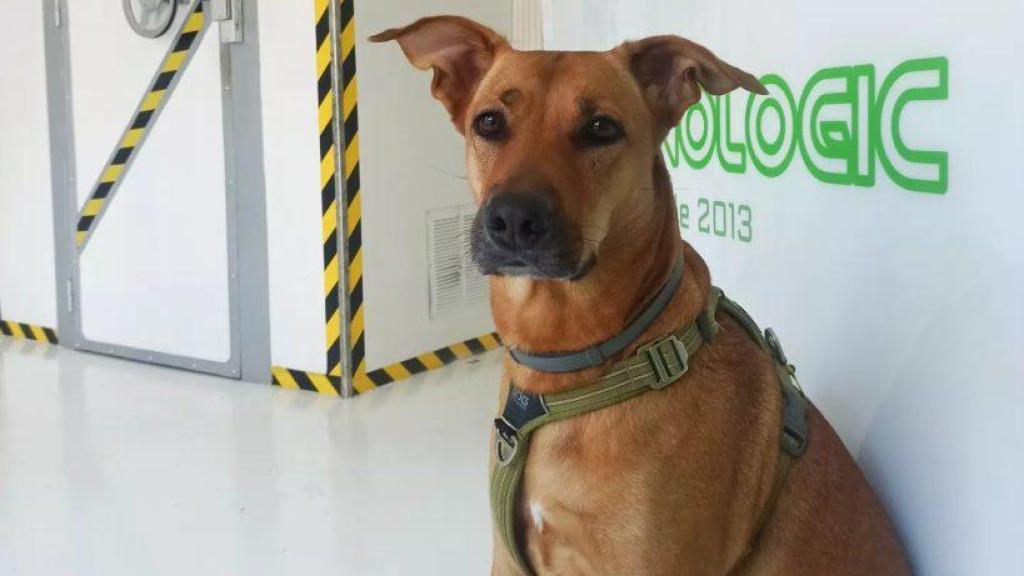 Un perro en 'Cronologic Escape Room'
