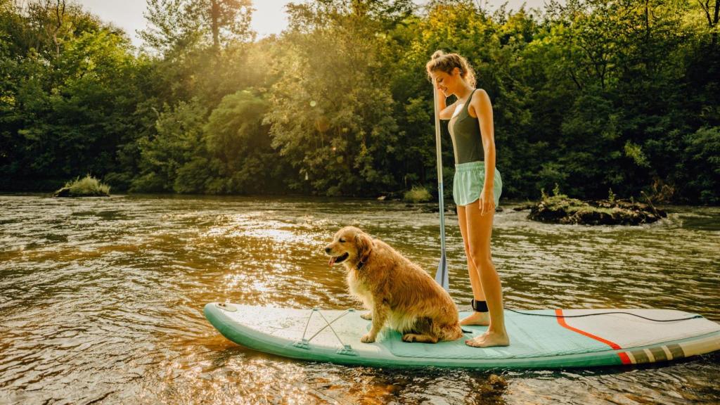 Varias familias jugando con sus perros en un parque.
