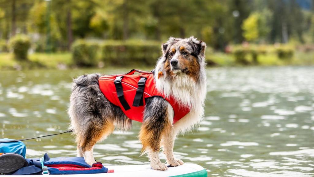 Un perro haciendo 'Puddle Surf' en un río.