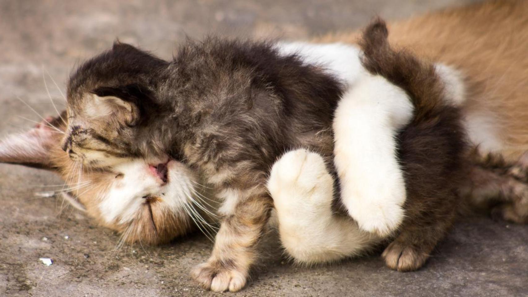 Dos gatos abrazados.