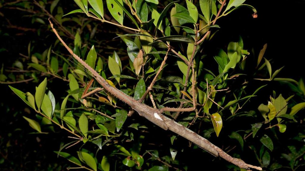 Ejemplar de la nueva especie de insecto palo gigante.