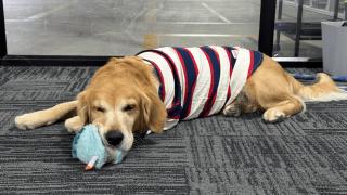 Denver, el perro Director de Felicidad de Harvesting Robotics.