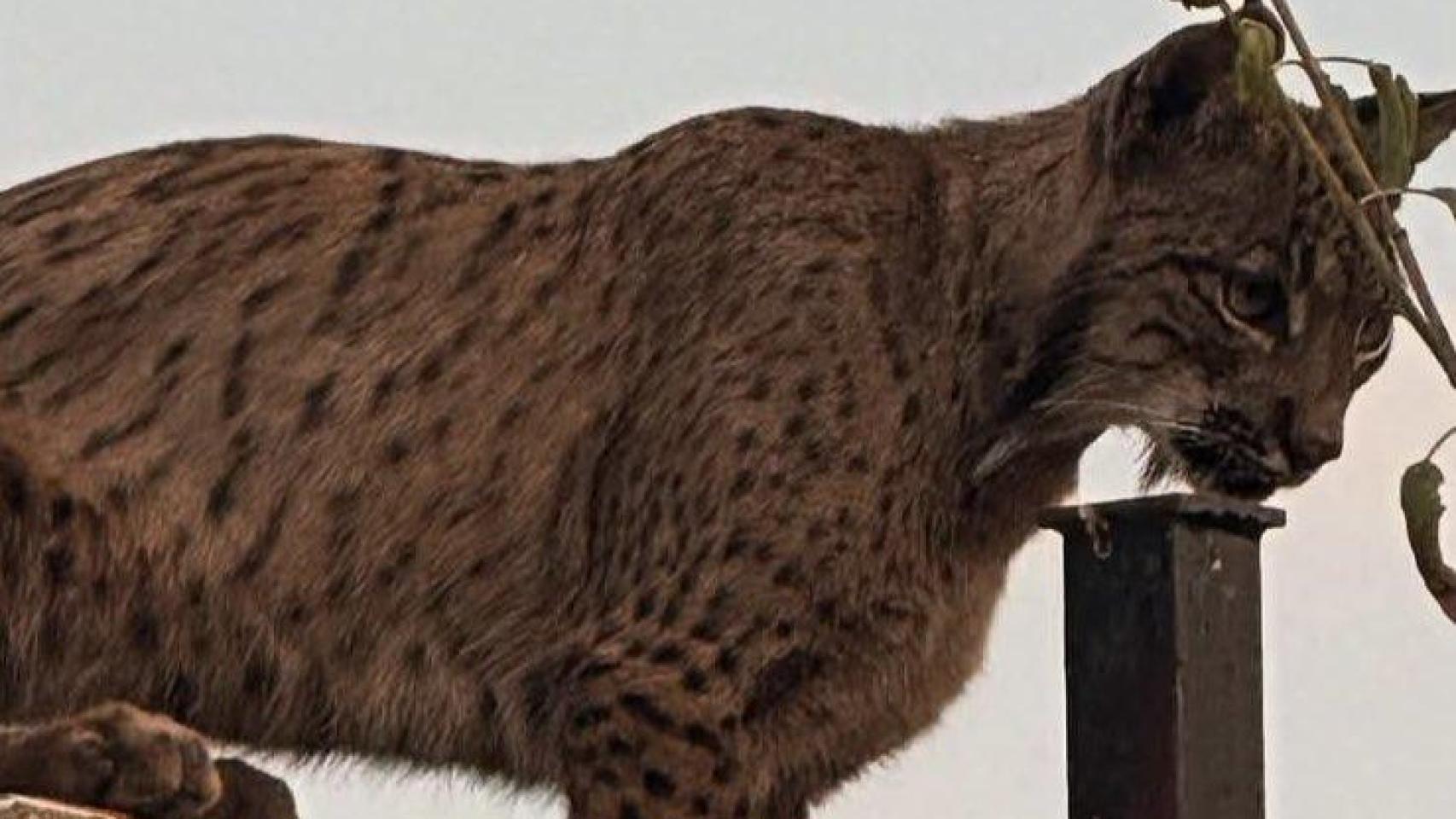 Un lince ibérico sorprende en Árges