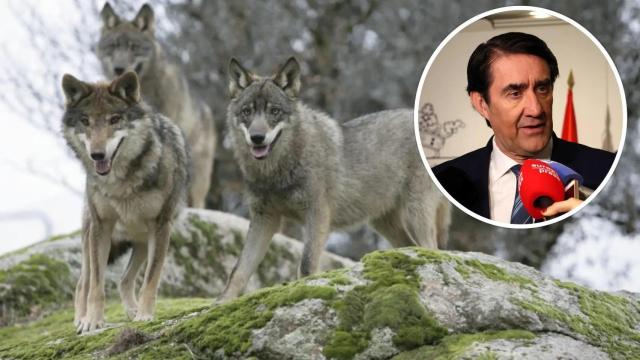 Castilla y León y otras 12 CC.AA. envían directamente a Bruselas  el informe del lobo que el Gobierno bloqueó