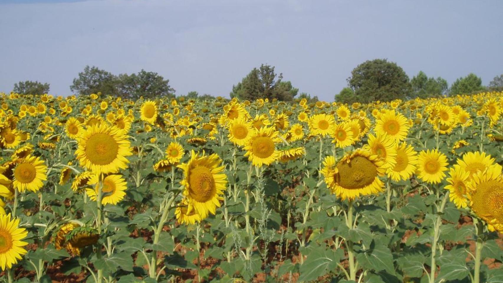 Imagen de un campo de girasol.