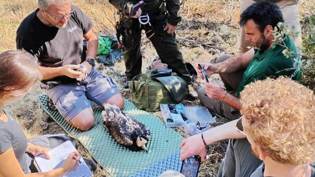 Marcaje de alimoche en el entorno del embalse de Ricobayo