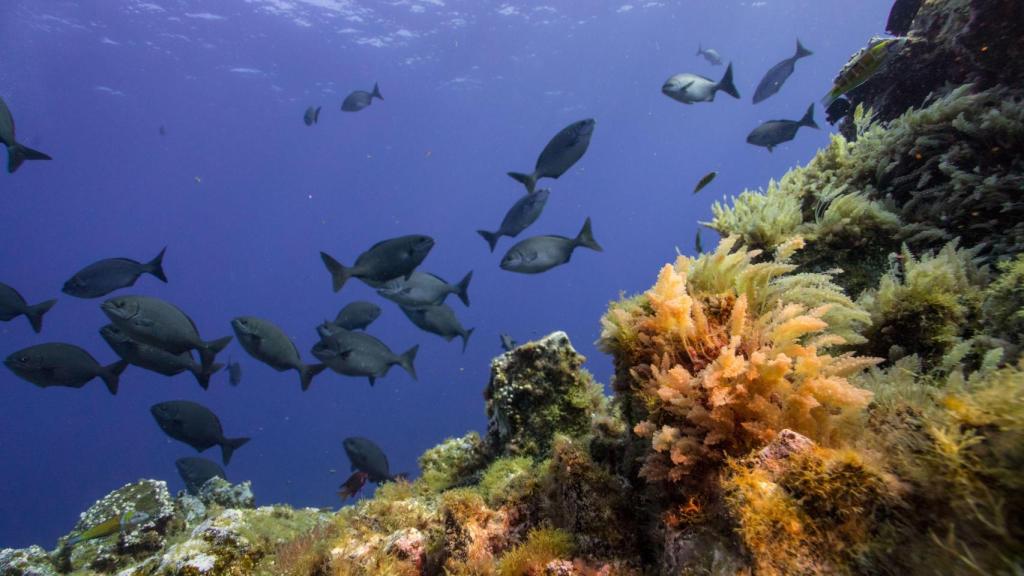 Peces en las islas Salvajes.