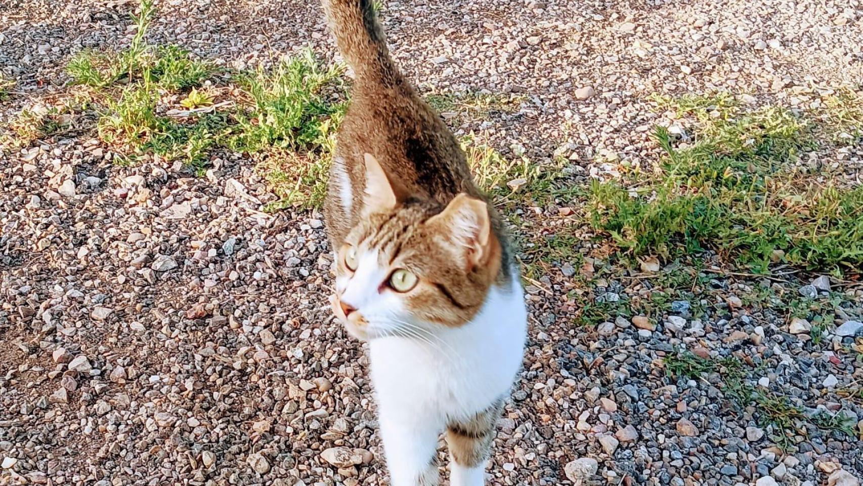 Linda, la gata rescatada de un sótano de Madrid-Barajas.